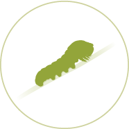 metamorphose_02_konzept