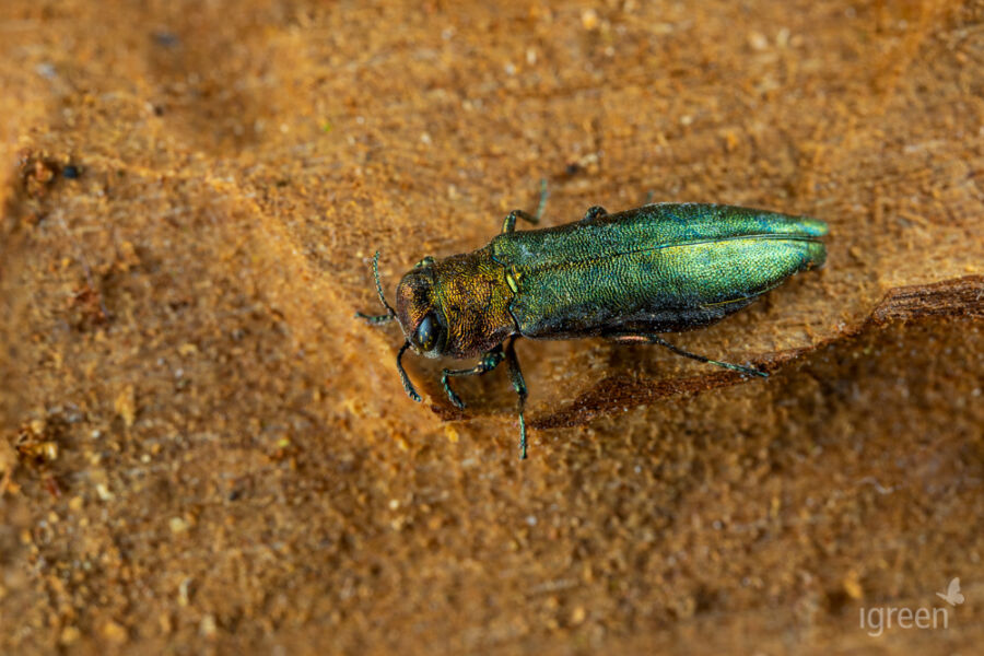 Buchenprachtkäfer