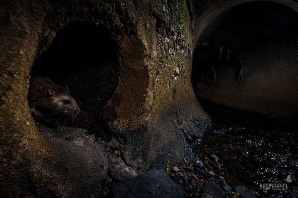 Wanderratte im Kanal
