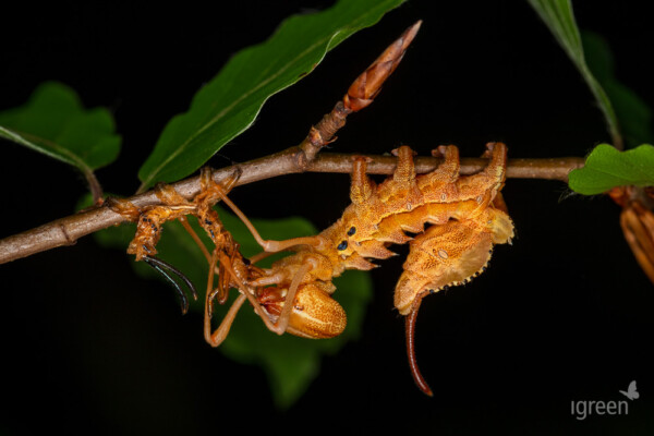 Buchen-Zahnspinner Raupe