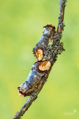 Mondvogel