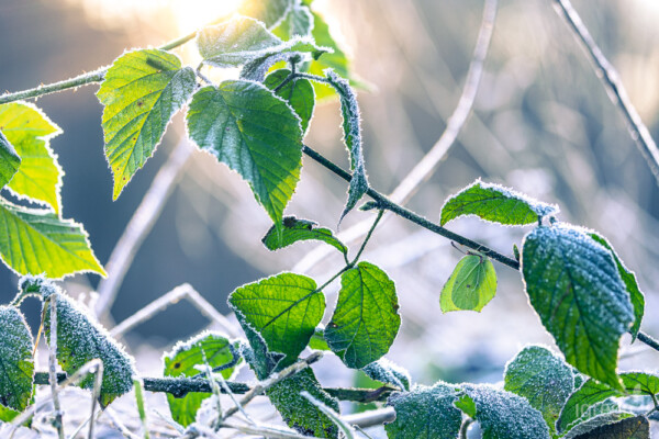 Zitronenfalter im Winter