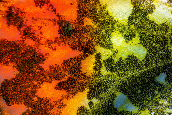 Aurorafalter Detail